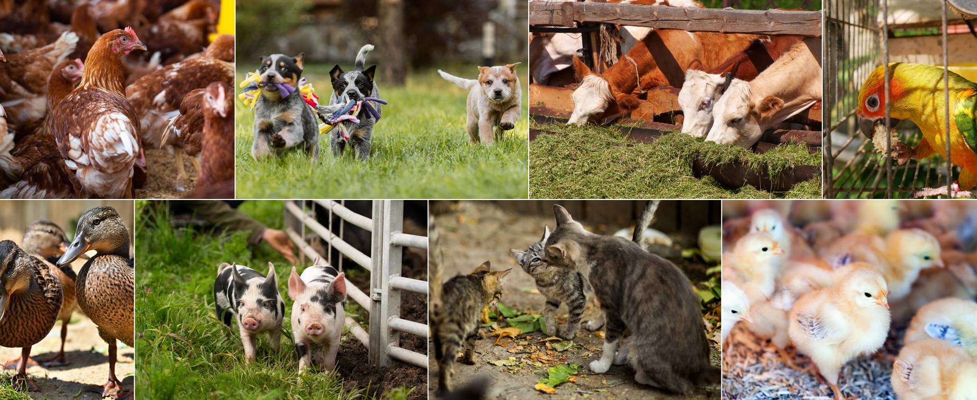 Animal Feed Network Banner
